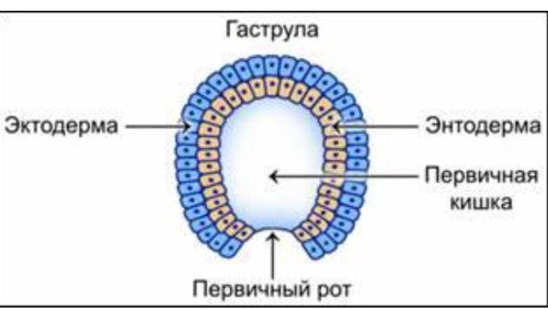 Гаструла эктодерма энтодерма