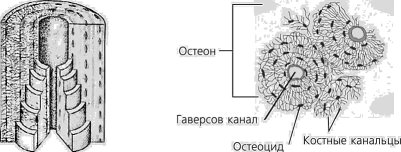 Схема строения остеона анатомия