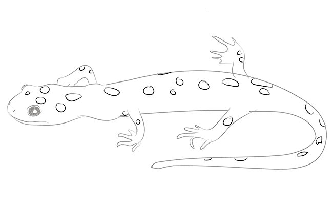 Тритон обыкновенный раскраска