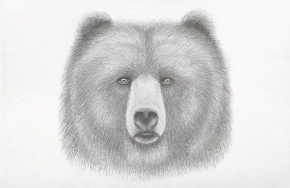 Медведь рисунок карандашом