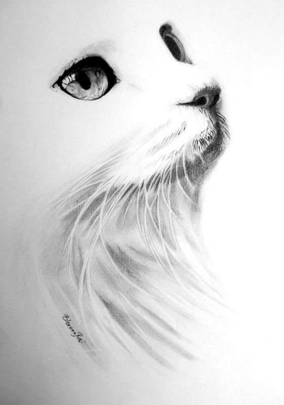 Белая кошка рисунок