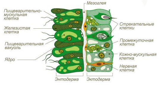 Клетки эктодермы и энтодермы гидры