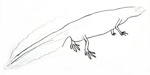 Тритон карандашом