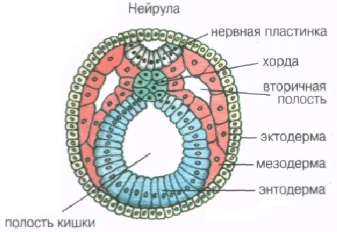 Нейрула зародышевые листки