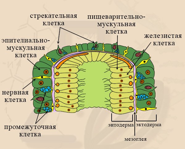 Строение эктодермы