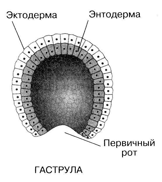 Гаструла эктодерма