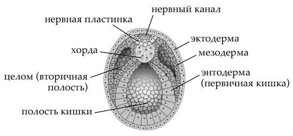 Эктодерма мезодерма энтодерма рисунок