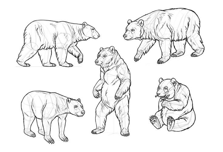 Медведь рисунок детский карандашом