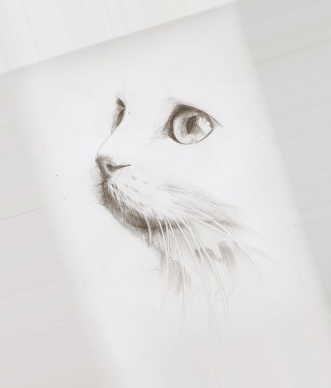 Кошка рисунок реалистичный карандашом