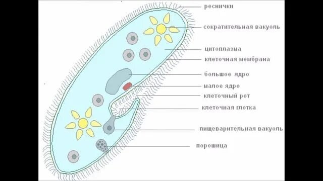 Структура клетки инфузории