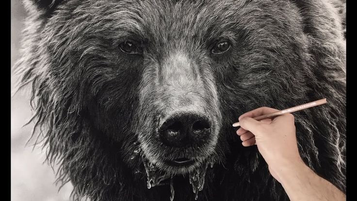 Медведь рисунок реалистичный