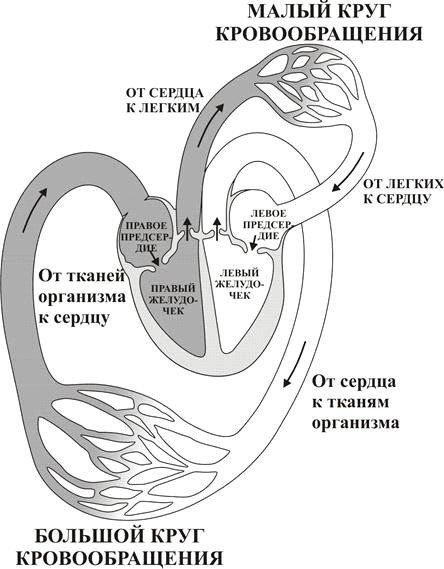Строение сердца малый и большой круг