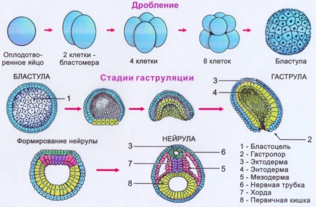 Энтодерма