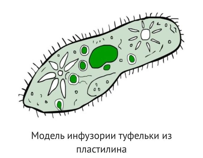 Инфузория euplotes