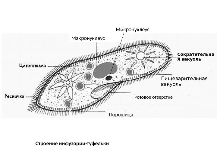 Макронуклеус и микронуклеус