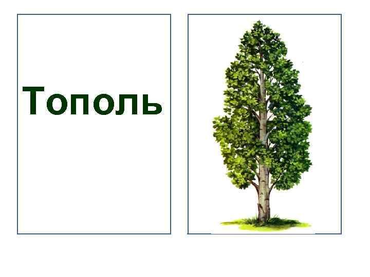 Тополь для детей