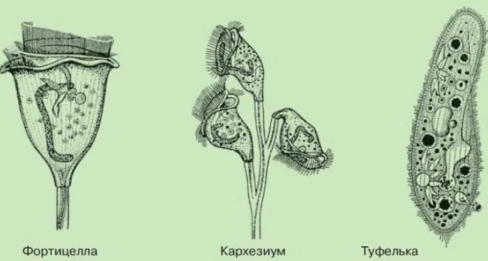 Фортицелла инфузория