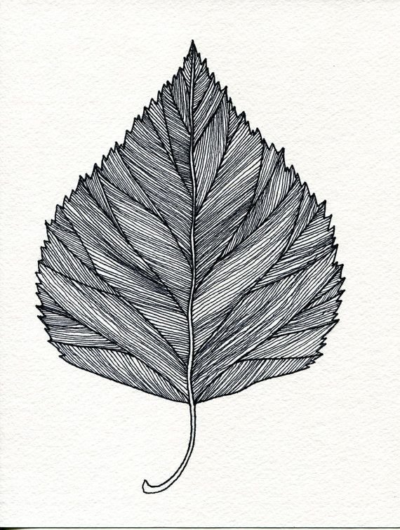 Рисунки листьев