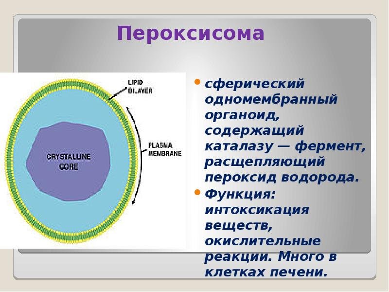 Пероксисомы