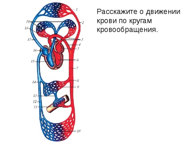 Малый и большой круг кровообращения человека схема