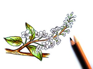 Черемуха рисунок