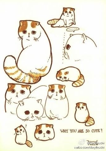 Шотландская вислоухая экзотическая кошка