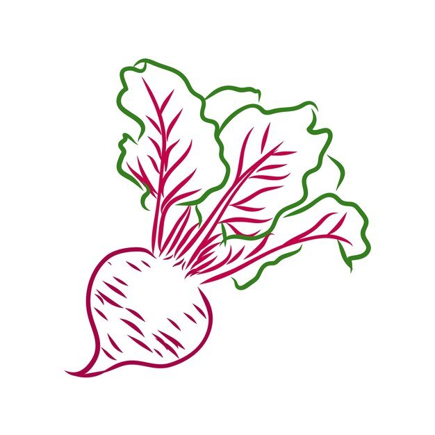 Сахарная свекла рисунок