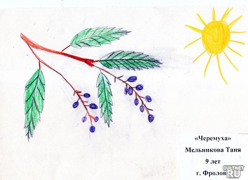 Черемуха детский рисунок