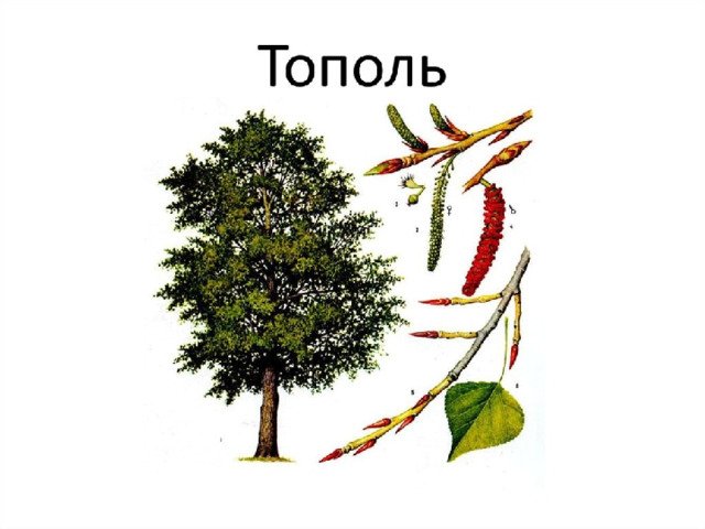 Тополь дерево