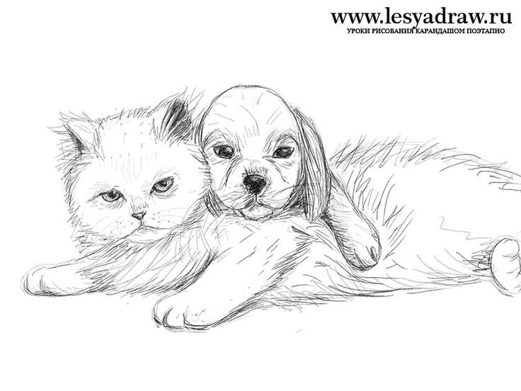 Кошка и собака рисунок