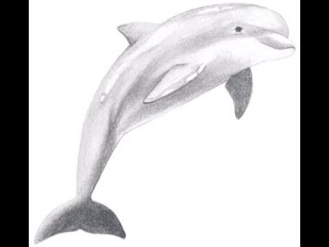 Дельфин рисунок