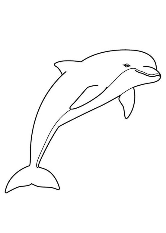 Дельфин рисунок для срисовки