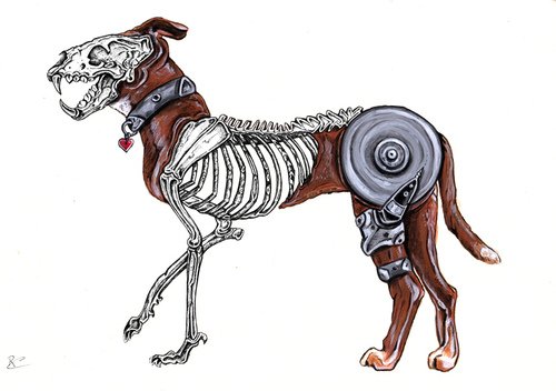 Скелет собаки рисунок