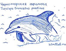 Черноморская Афалина рисунок