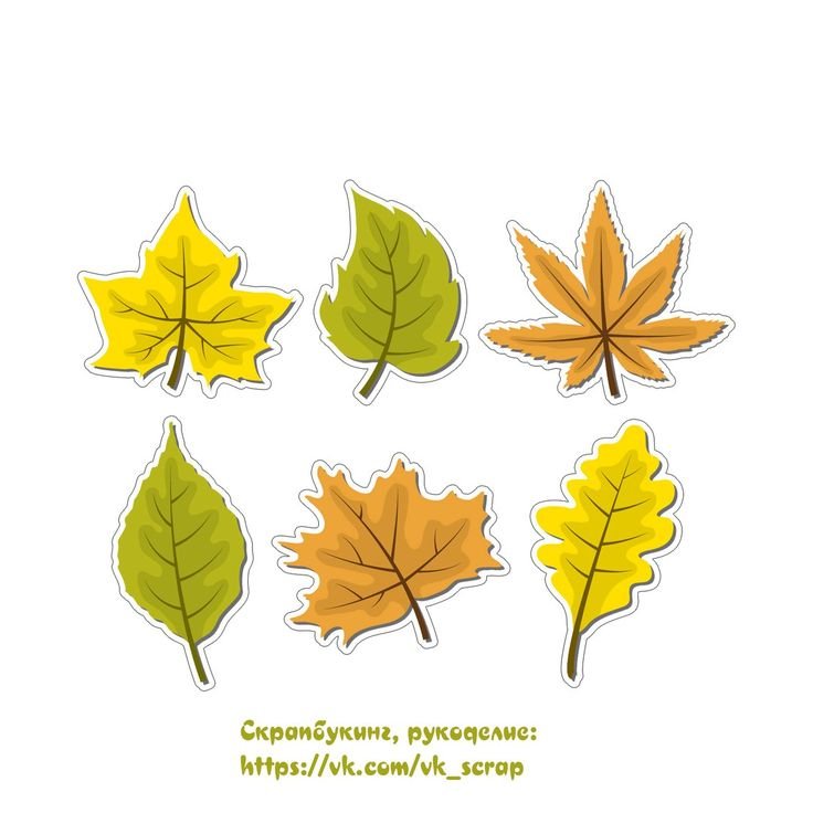 Листочки деревьев