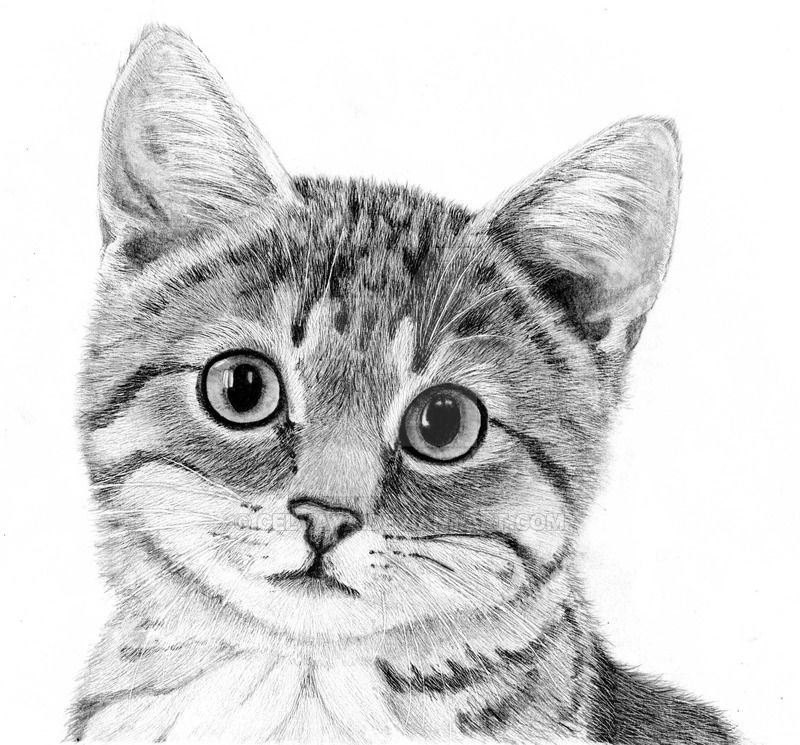 Кот карандашом