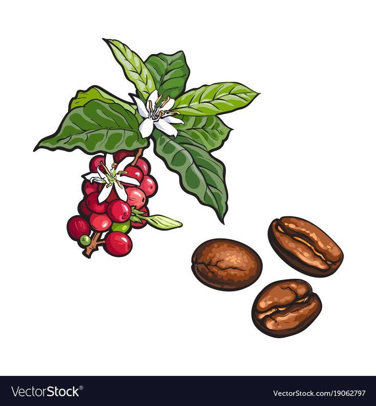 Ветка кофейного дерева