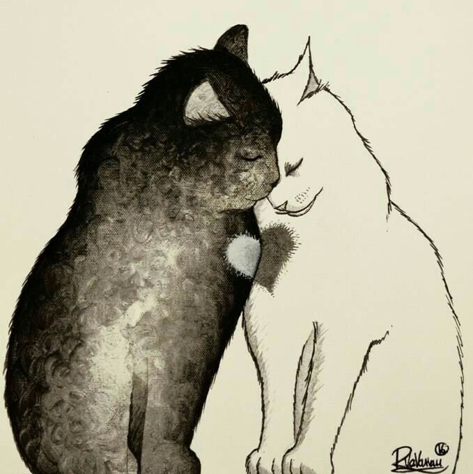 Кот любовь
