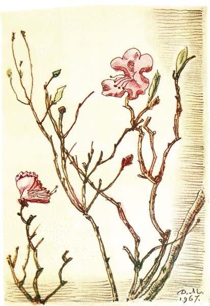 Багульник акварель