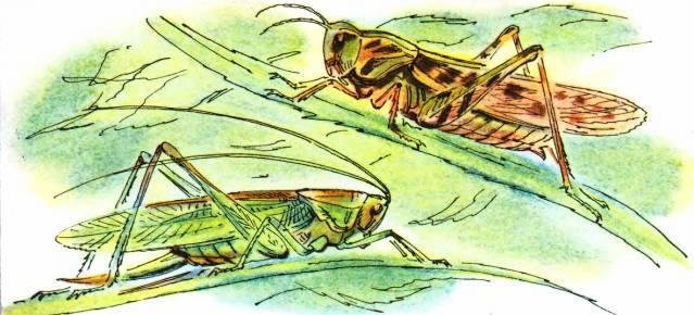 Шествие кузнечиков Прокофьев