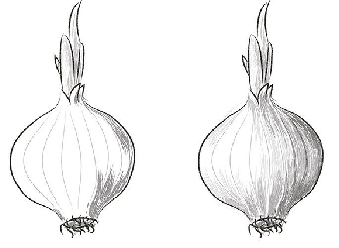 Луковица рисунок