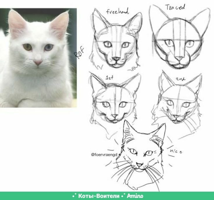 Кошачья морда референс спереди