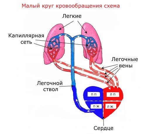 Малый круг кровообращения схема кровотока