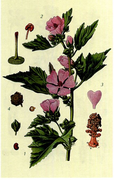 Алтей лекарственный (Althaea officinalis)