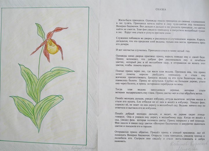 Венерин башмачок рисунок карандашом