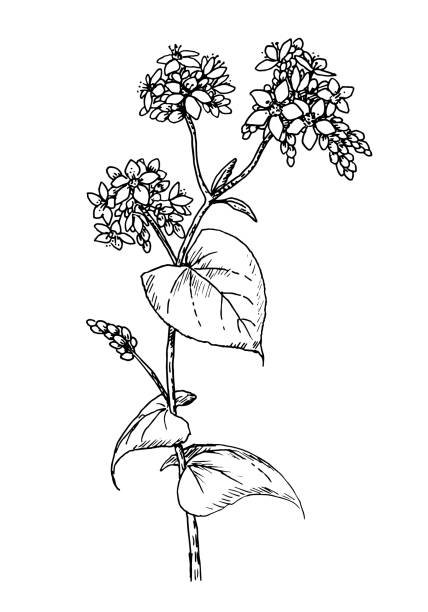 Гречиха посевная (Fagopyrum esculentum)