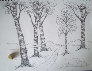 Берёза рисунок карандашом
