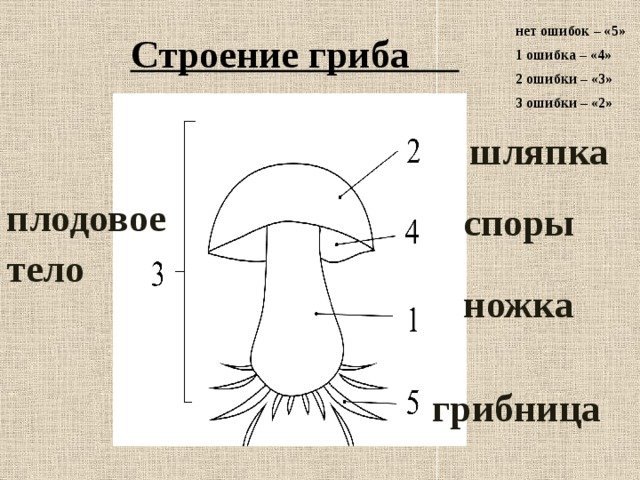 Схема шляпочного гриба 3 класс окружающий мир