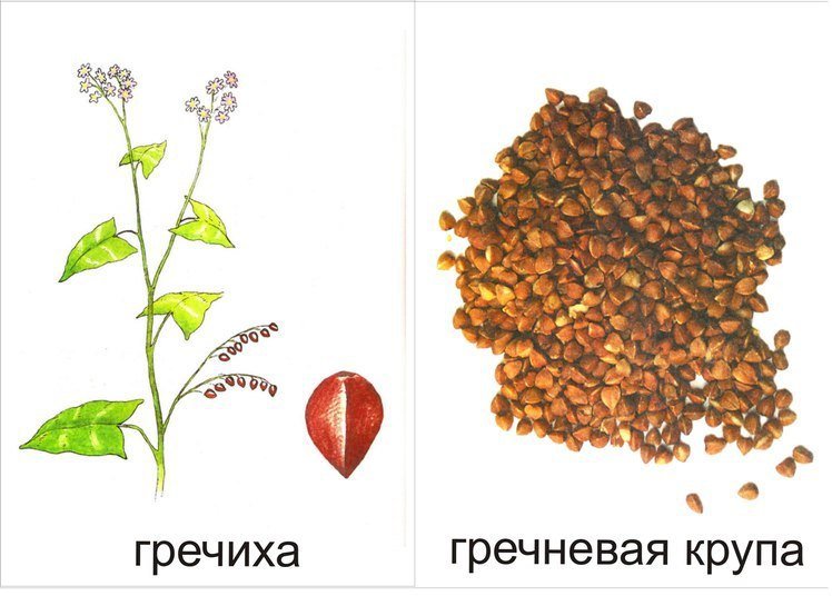 Обучающие карточки злаки и их семена