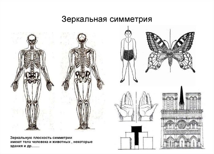 Зеркальная симметрия в человеке